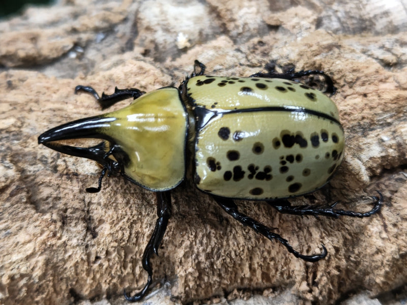 2022.10.7.新入荷!!