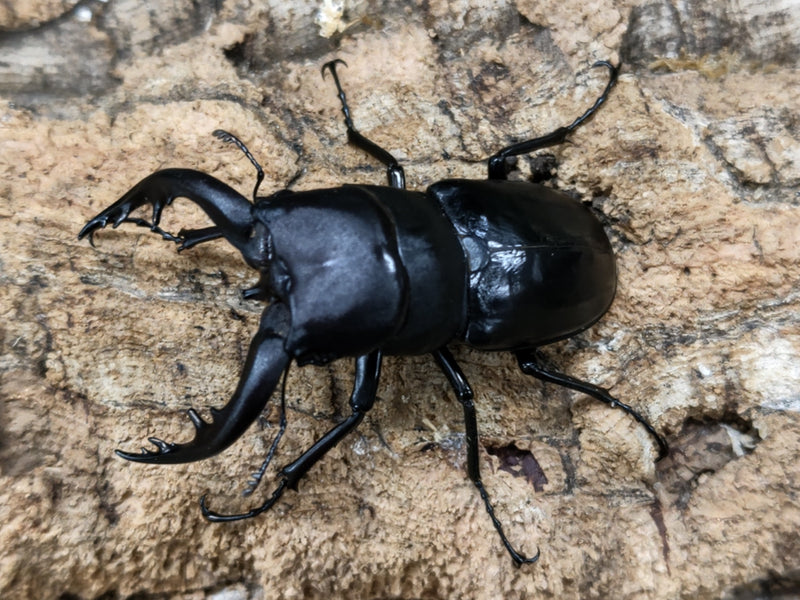 新入荷昆虫情報 – ページ 69 – クワガタムシ・カブトムシ昆虫