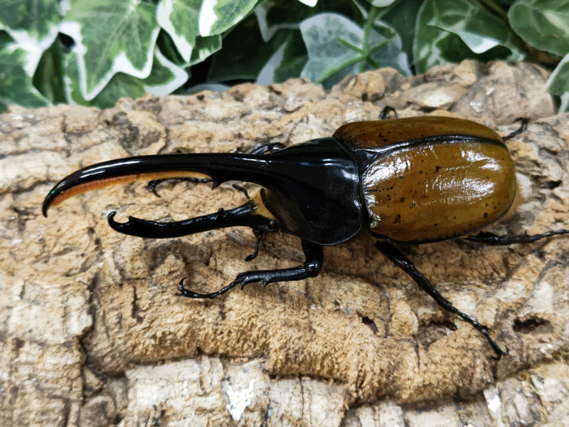 2022.10.15.新入荷!!