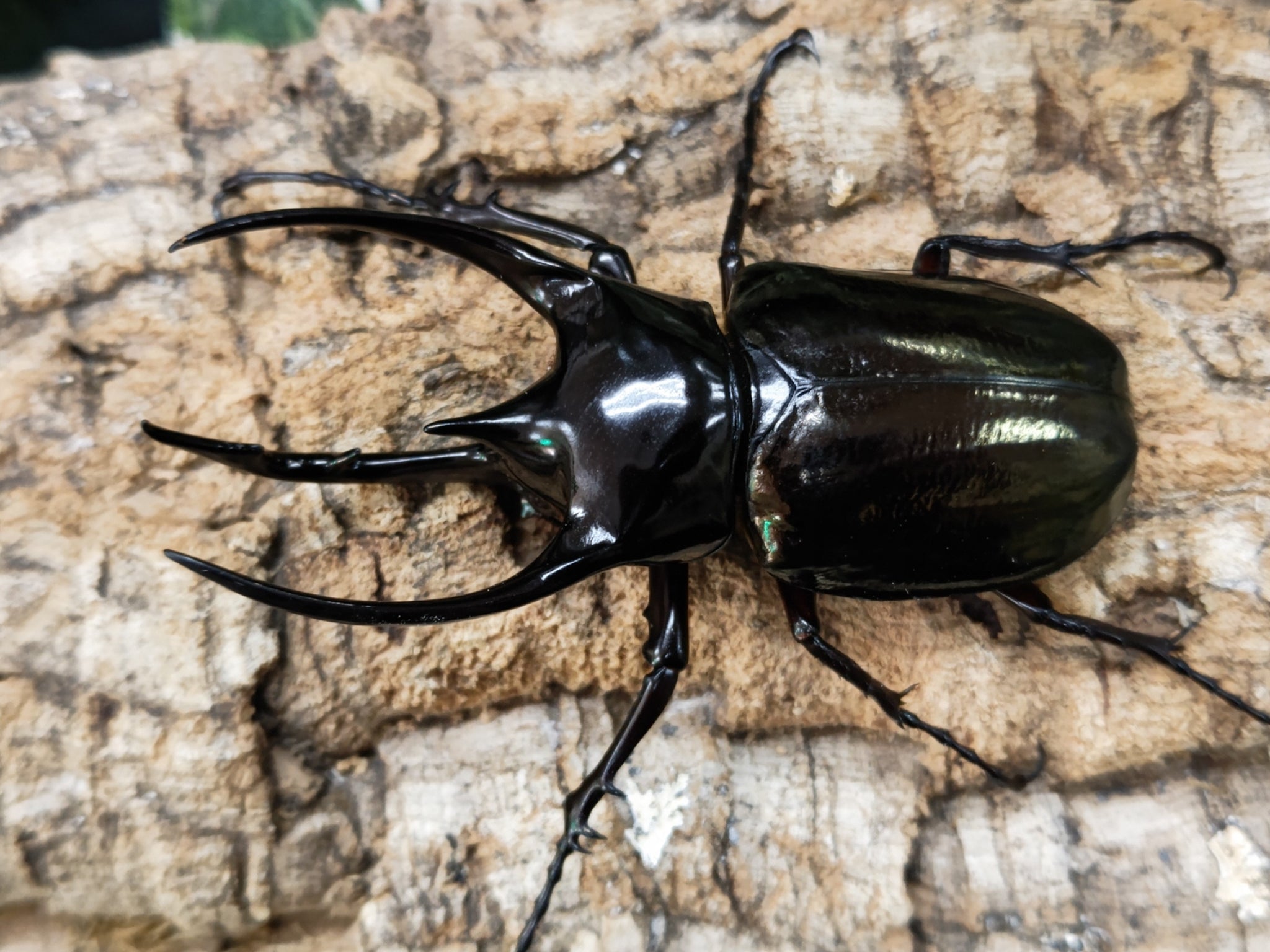 新入荷昆虫情報 – ページ 48 – クワガタムシ・カブトムシ昆虫専門店COLORS