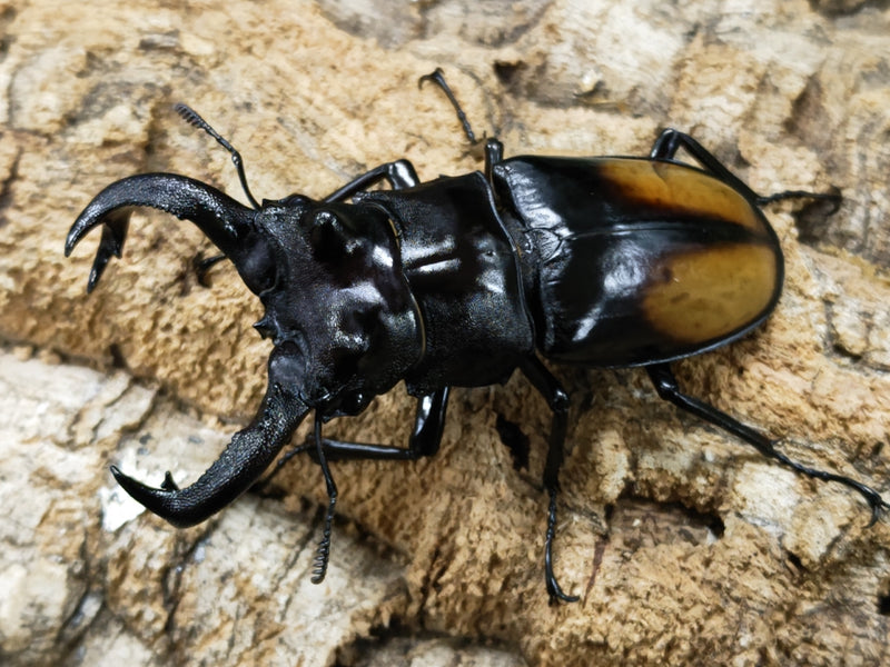 2022.11.3.新入荷!!