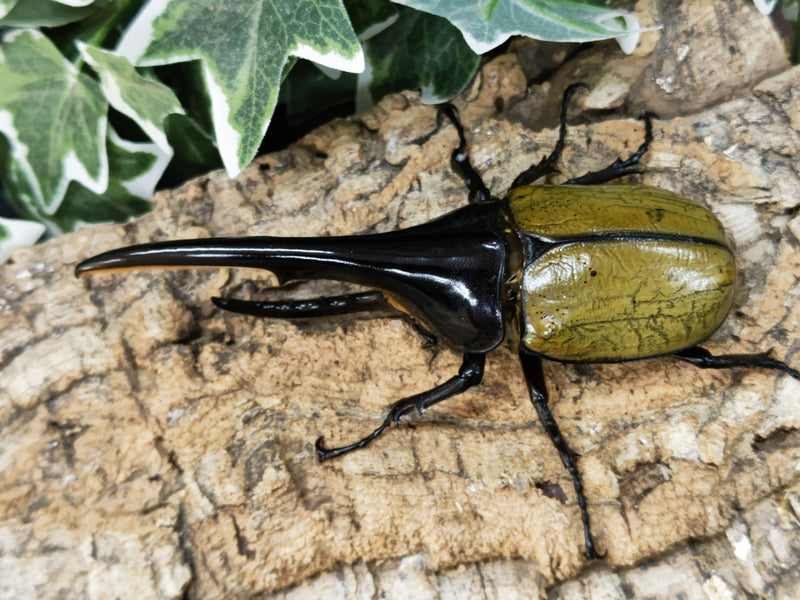 2022.11.7.新入荷!!