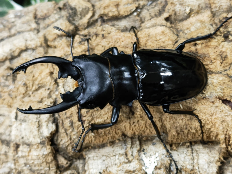 2022.11.8.新入荷!!