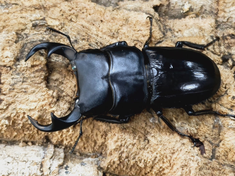 2022.11.12.新入荷!!