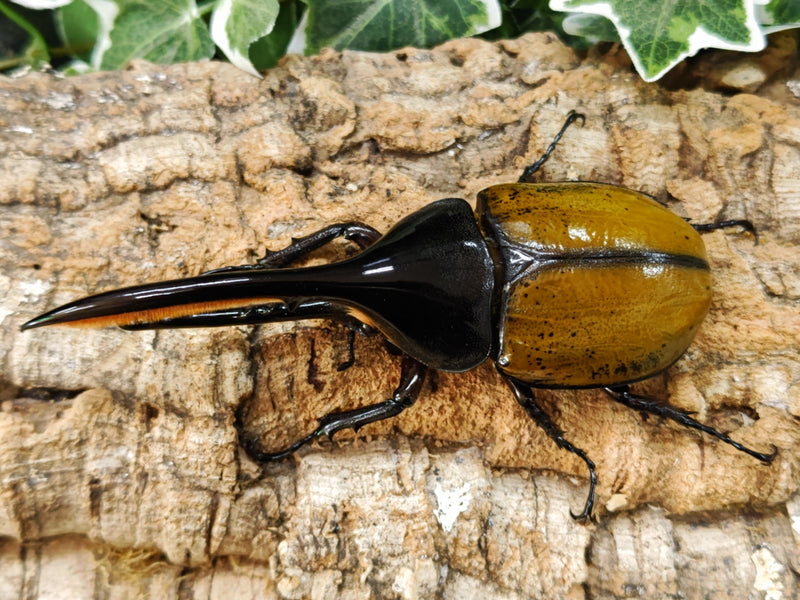 2022.11.14.新入荷!!