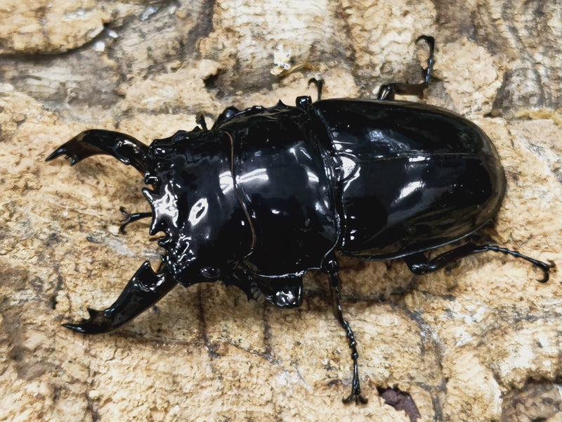 2022.11.15.新入荷!!