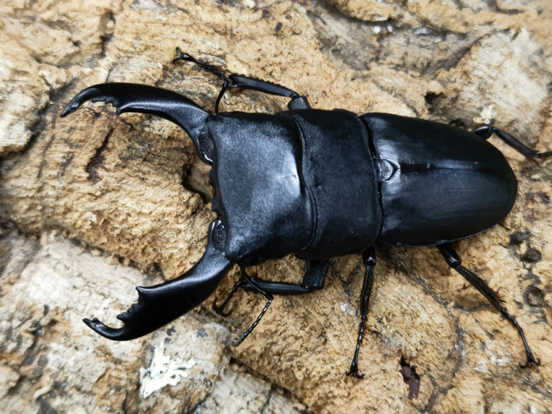 2022.11.17.新入荷!!