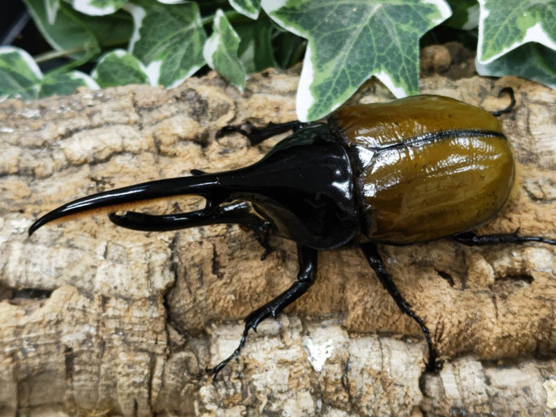 2022.11.20.新入荷!!