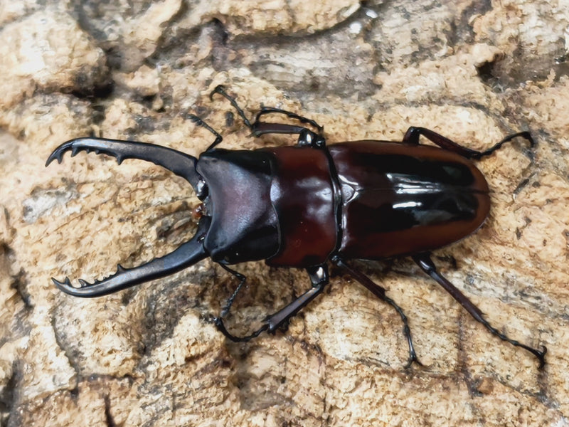 2022.11.21.新入荷!!