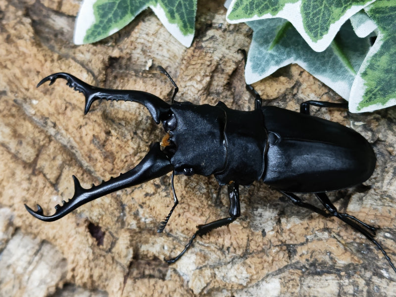 2022.11.22.新入荷!!