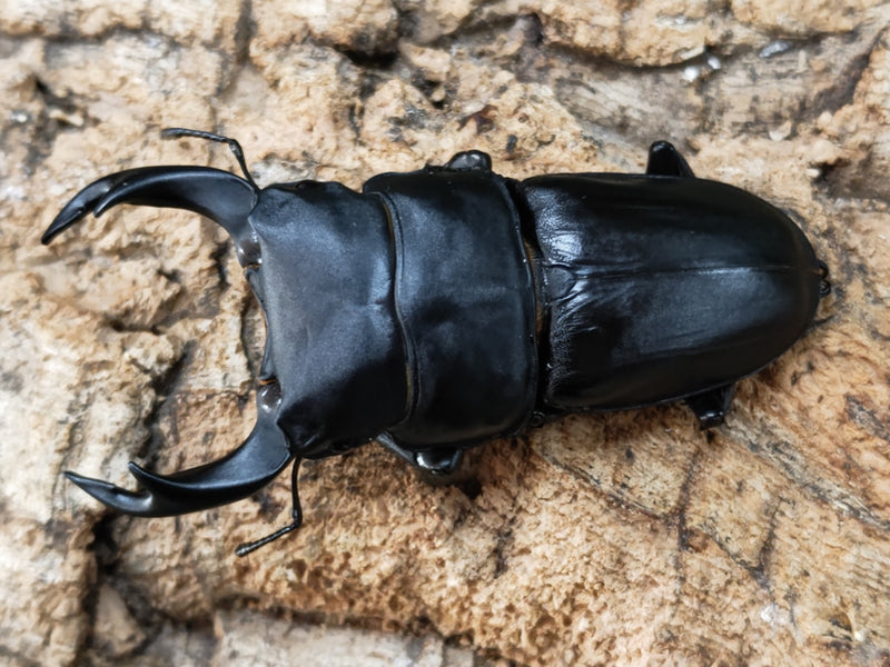 2022.11.29.新入荷!!