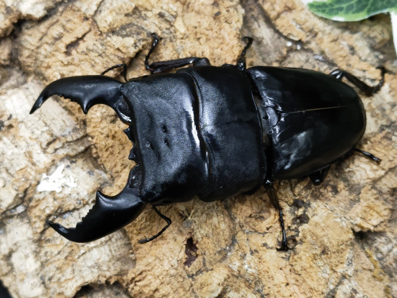 202212.3.新入荷!!