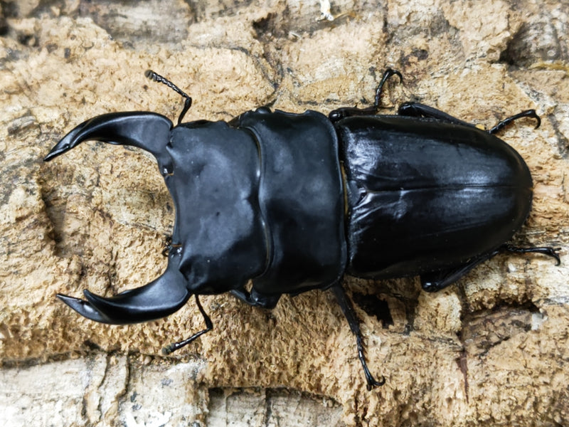 2022.12.8.新入荷!!