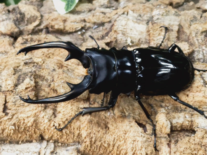 2022.12.10.新入荷!!