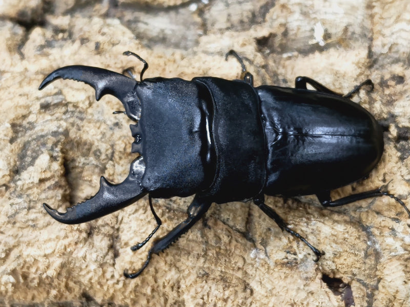 2022.12.16.新入荷!!