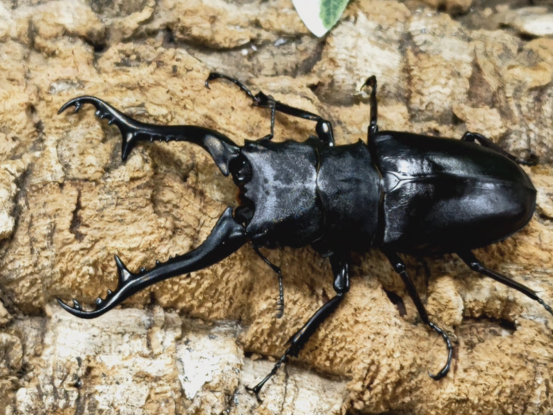 2022.12.24.新入荷!!