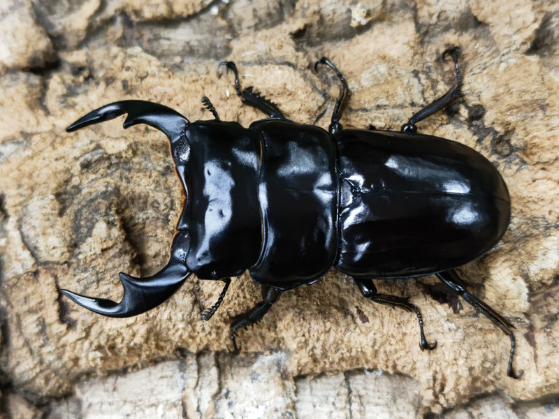 2022.12.29.新入荷!!