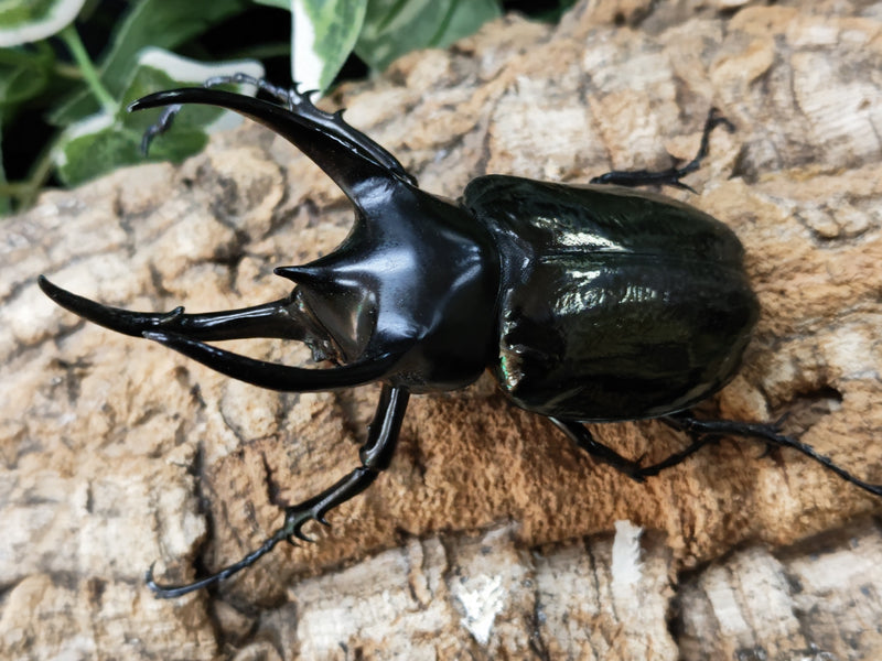 2023.1.2.新入荷!!