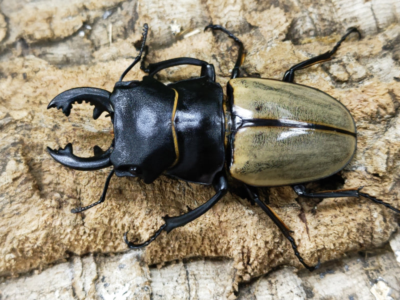 2023.1.6.新入荷!!