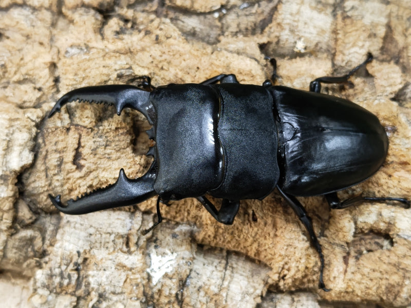 2023.1.8.新入荷!!