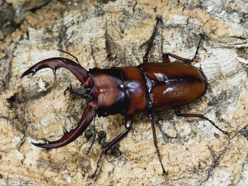 2023.1.12.新入荷!!