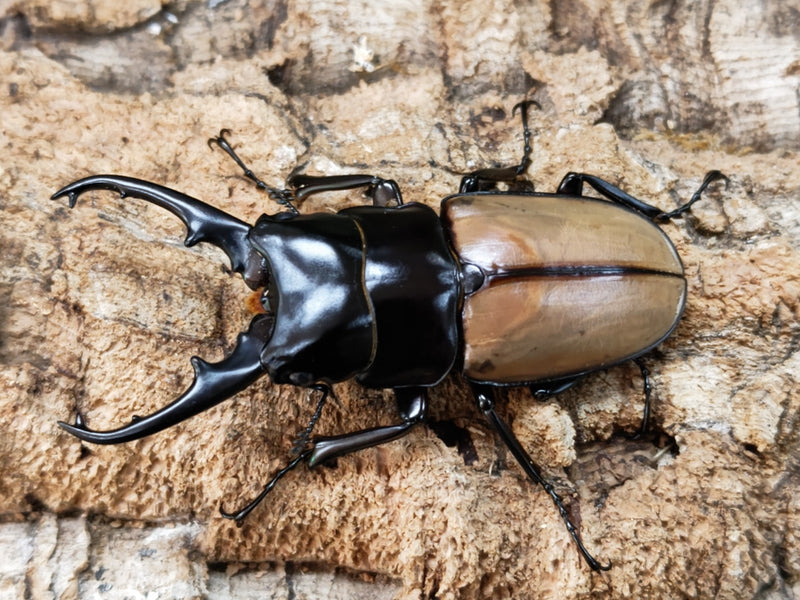 2023.1.13.新入荷!!