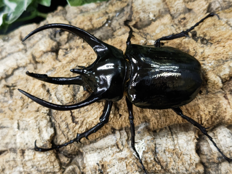 2023.1.17.新入荷!!