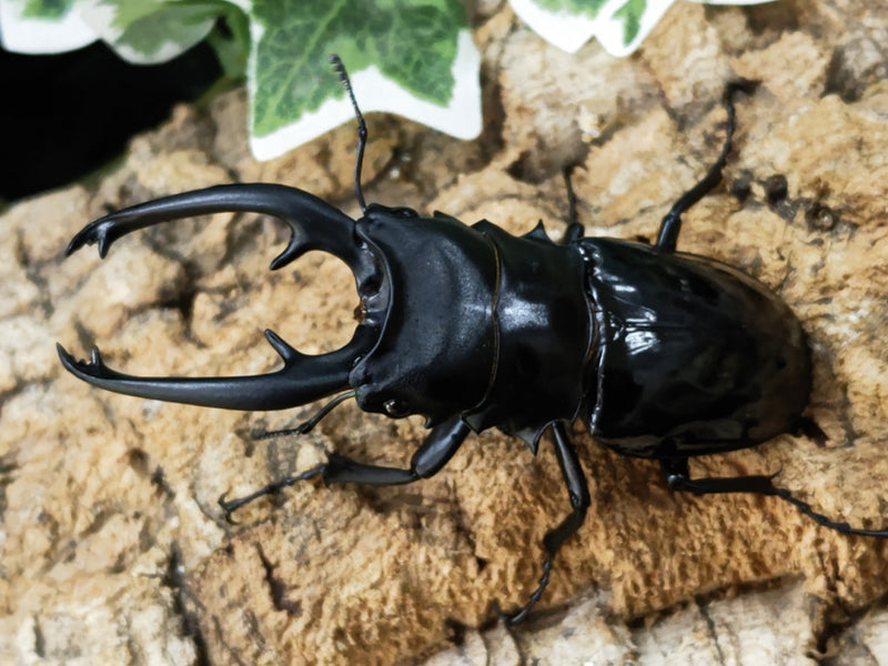 2023.1.19.新入荷!!