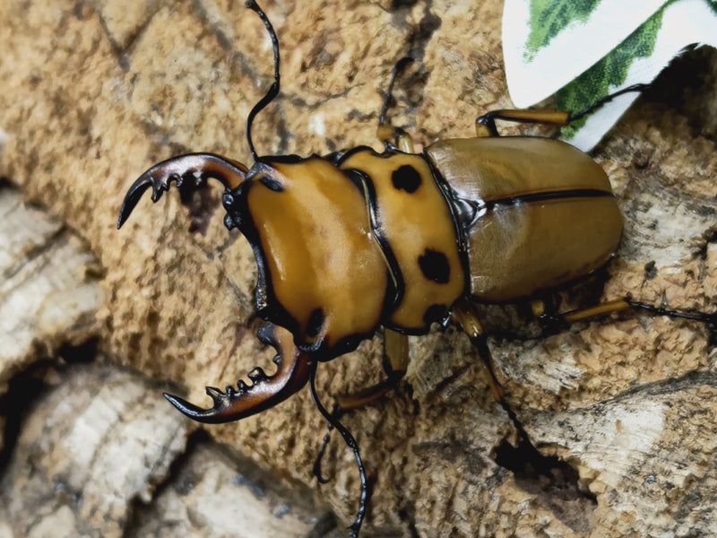 2023.1.26.新入荷!!