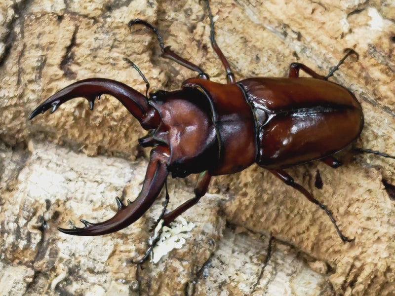 2023.1.29.新入荷!!