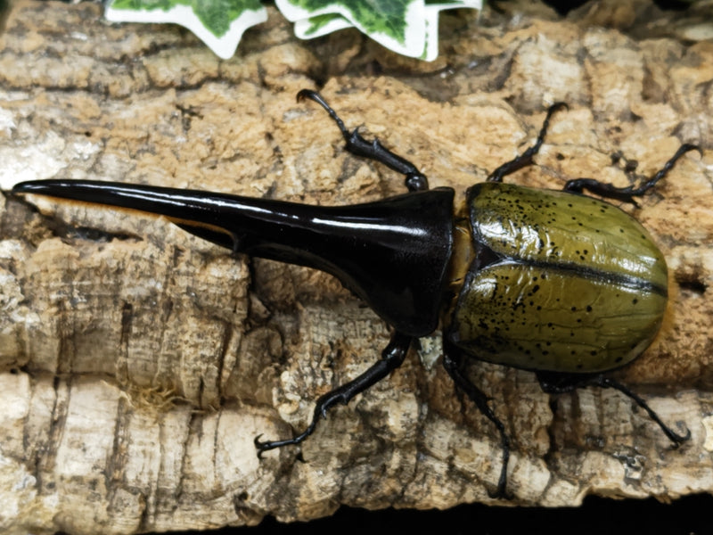 2023.1.31.新入荷!!