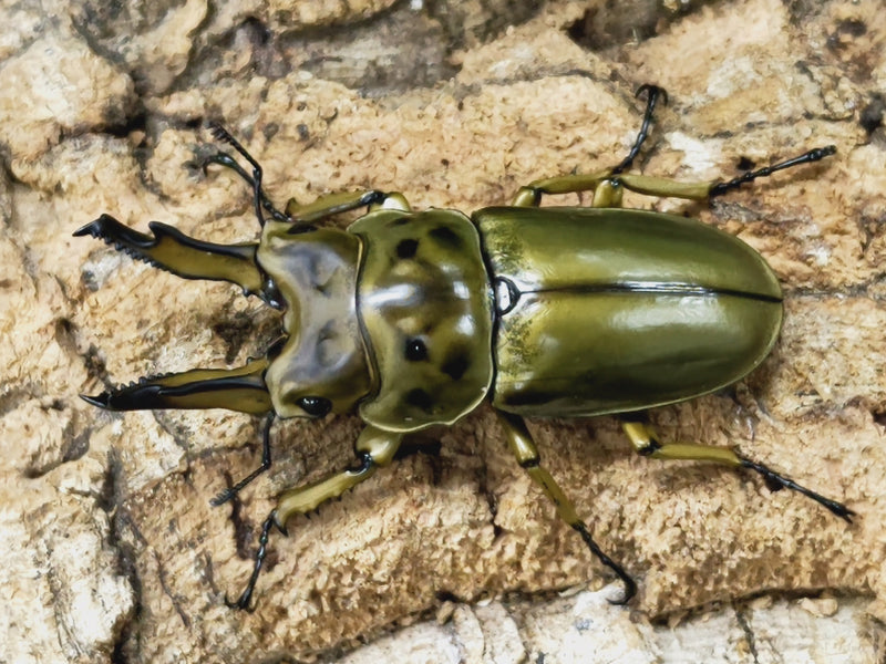 2023.2.3.新入荷!!