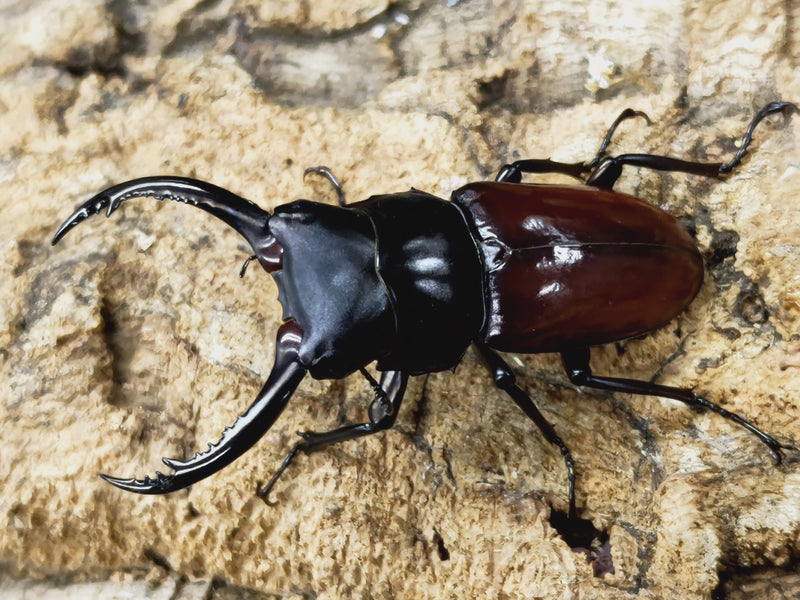 2023.2.6.新入荷!!