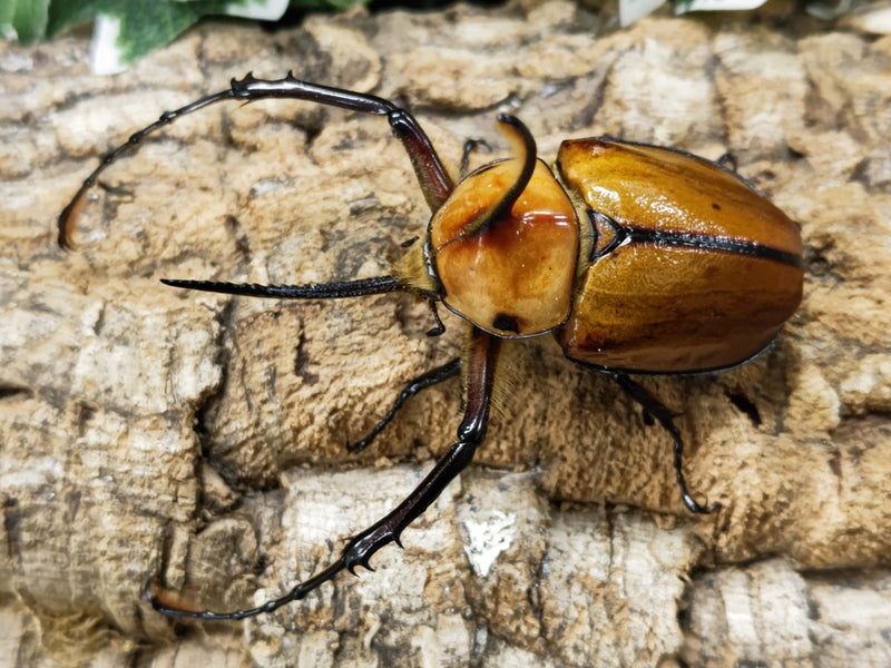 2023.2.9.新入荷!!