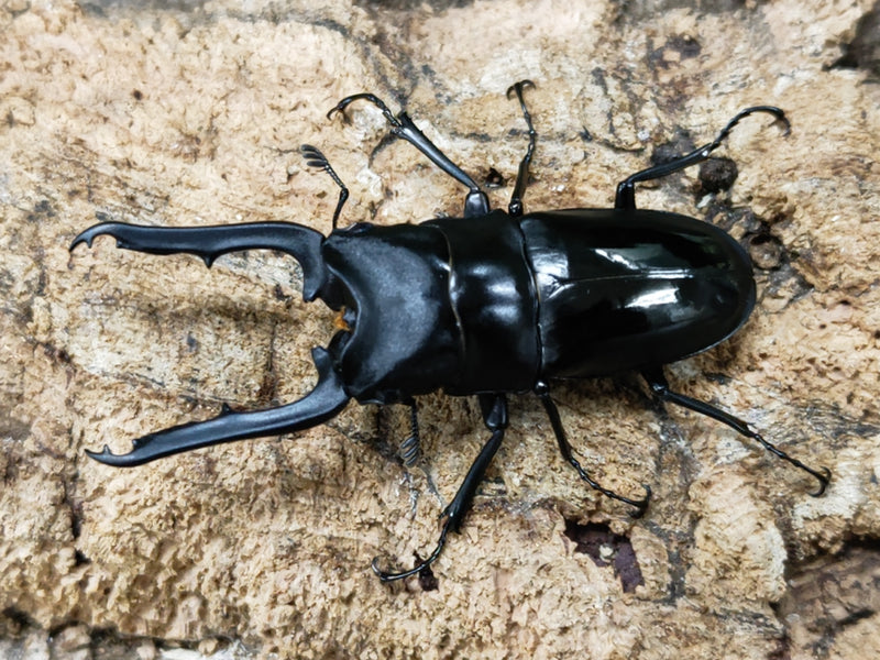 2023.2.11.新入荷!!