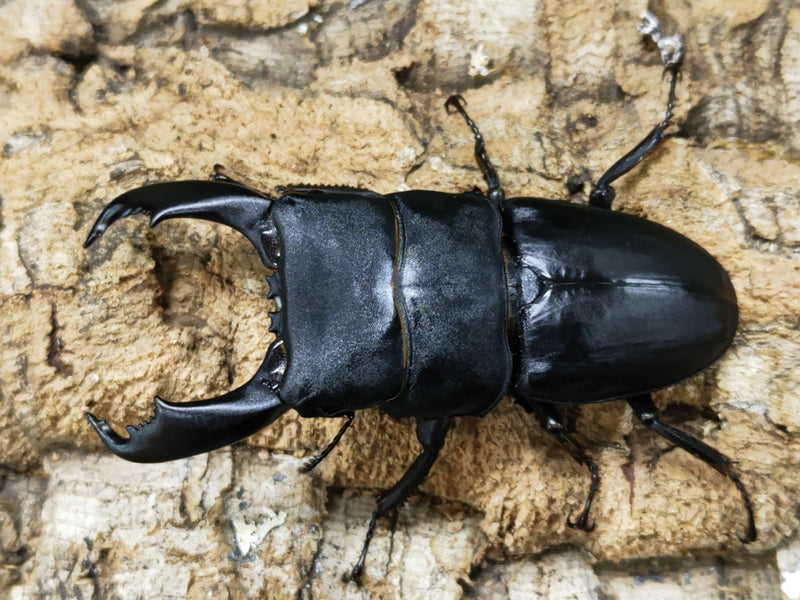 2023.2.12.新入荷!!