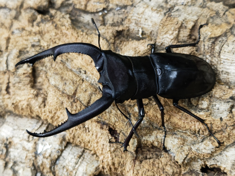 2023.2.14.新入荷!!