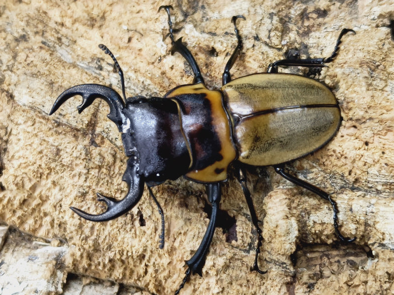 2023.2.17.新入荷!!