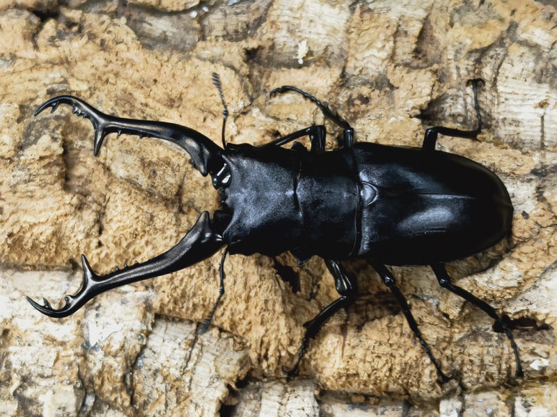 2023.2.21.新入荷!!