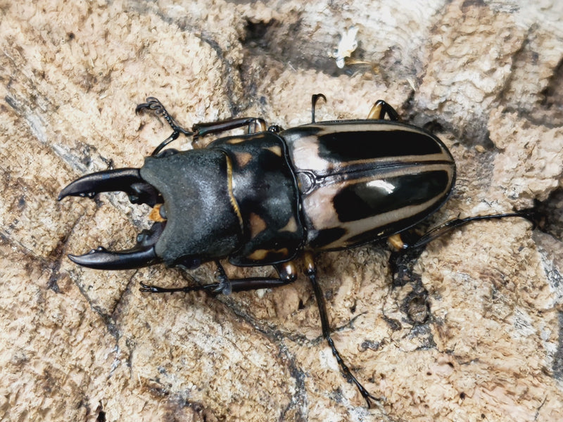 2023.2.24.新入荷!!