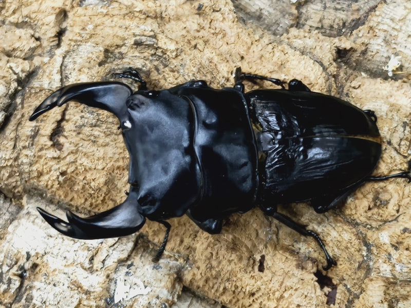 2023.3.3.新入荷!!