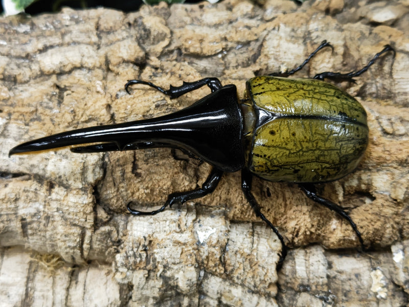 2023.3.6.新入荷!!