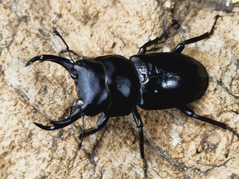 2023.3.7.新入荷!!