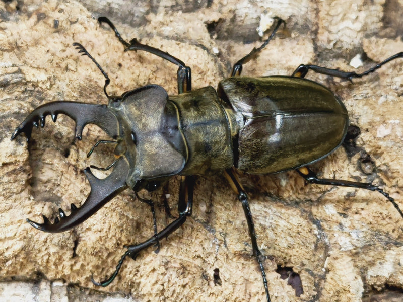 2023.3.10.新入荷!!