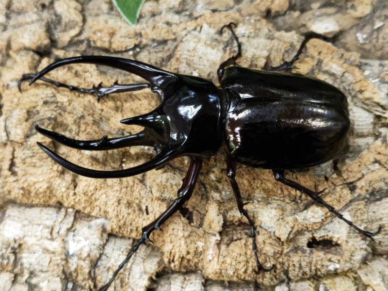 2023.3.11.新入荷!!