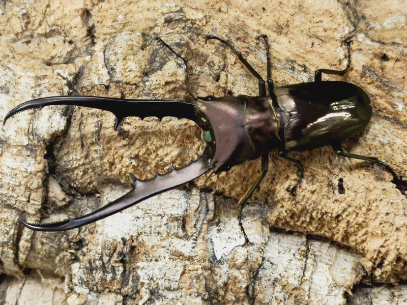 2023.3.12.新入荷!!