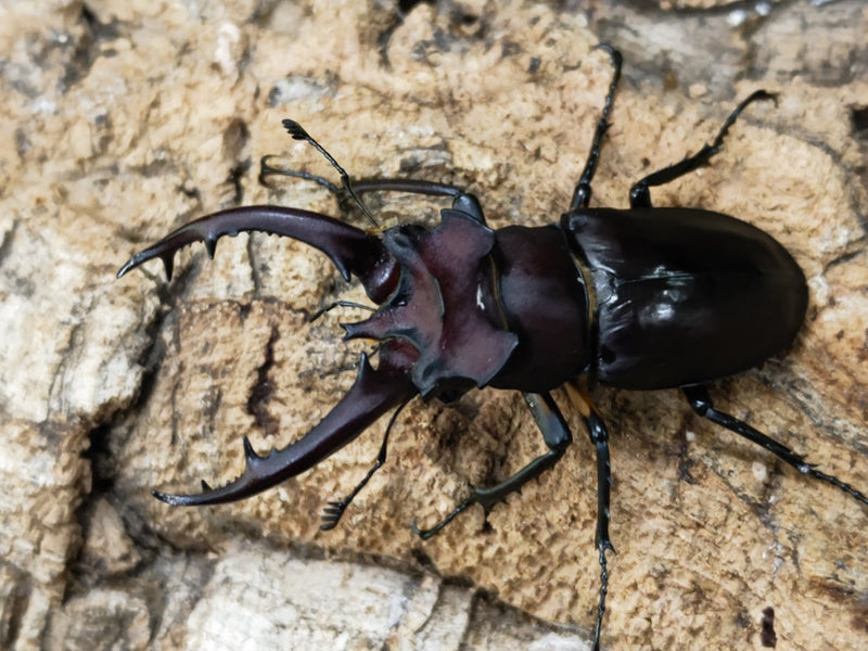 2023.3.13.新入荷!!