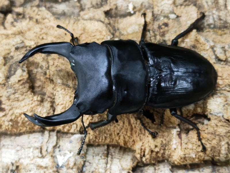 2023.3.16.新入荷!!