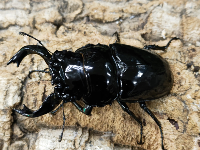 2023.3.17.新入荷!!