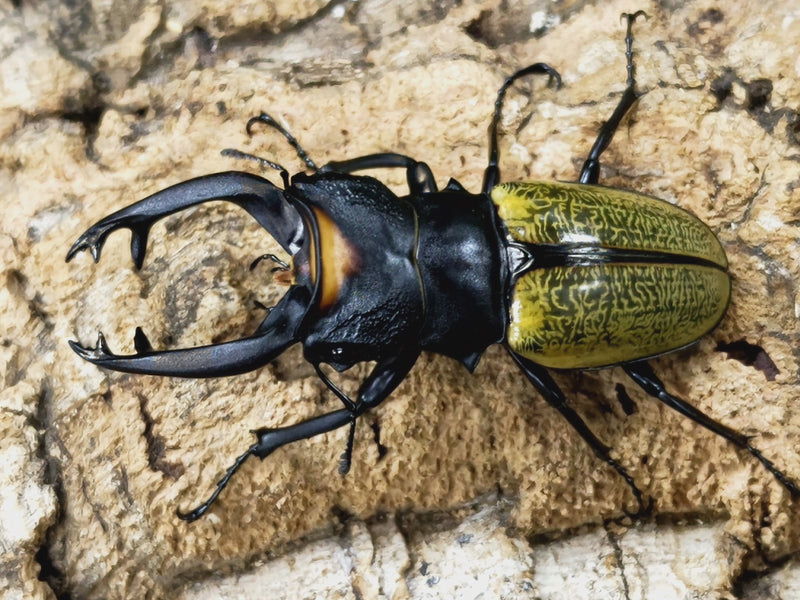 2023.3.20.新入荷!!